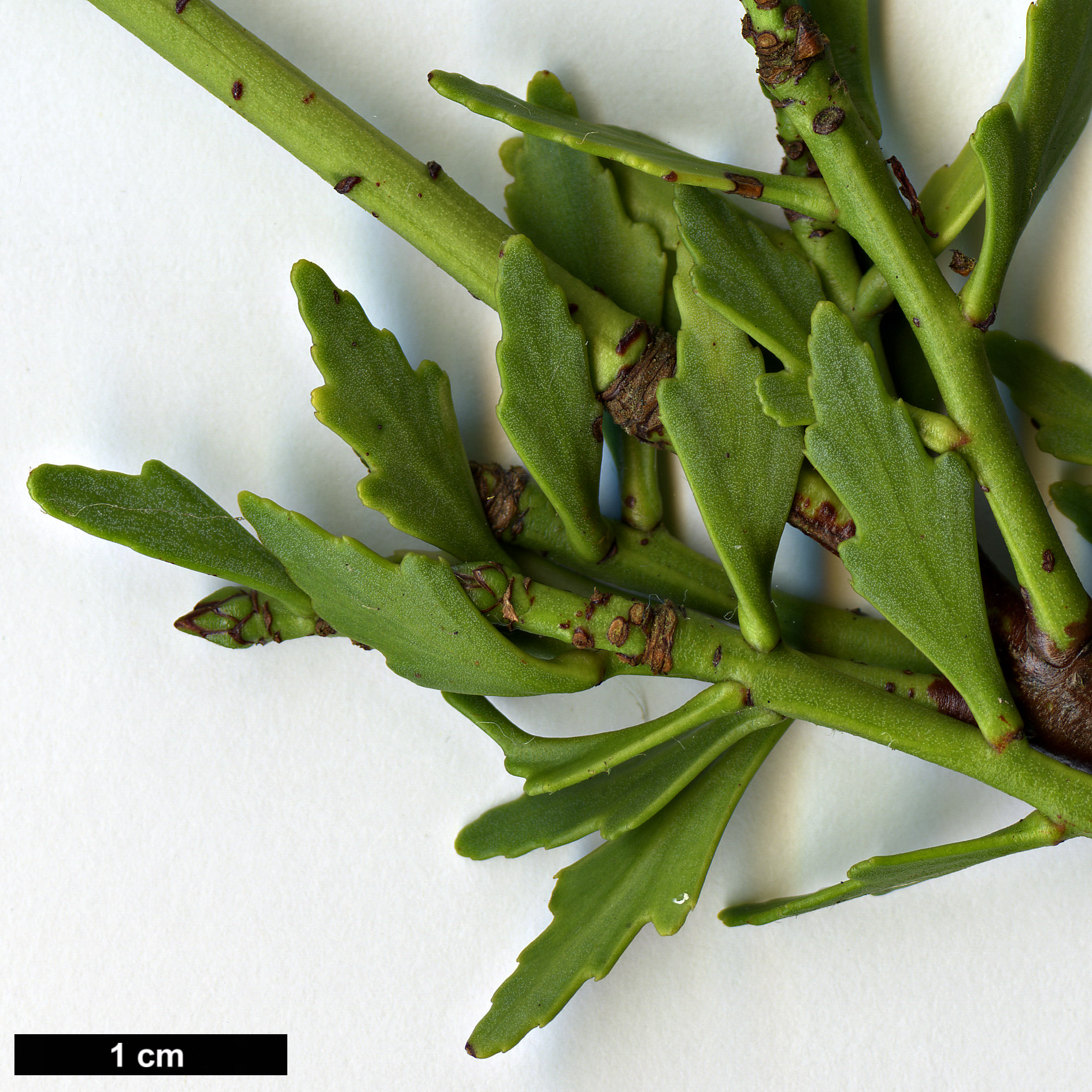 High resolution image: Family: Podocarpaceae - Genus: Phyllocladus - Taxon: trichomanoides - SpeciesSub: var. alpinus